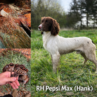 Dog Image 1