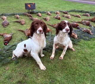 Dog Image 2