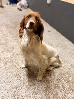 Dog Image 3