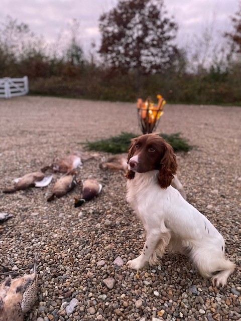 Dog Image 4