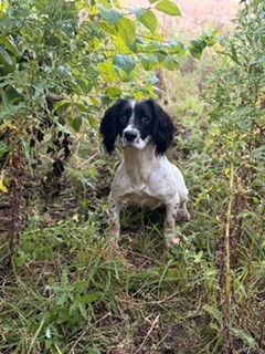 Dog Image 1