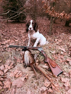 Dog Image 1