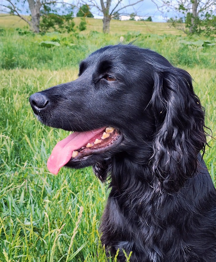 Dog Image 1