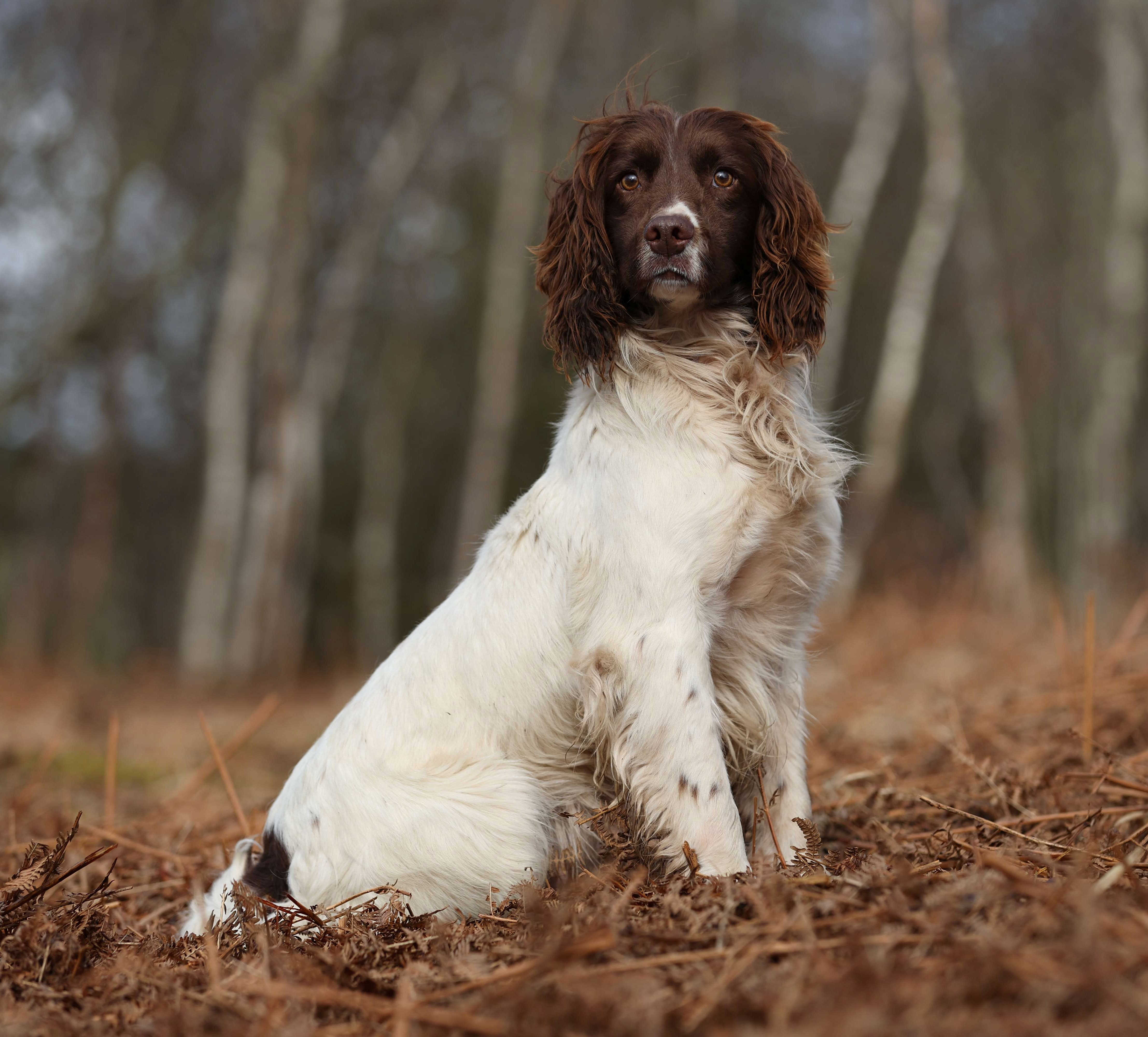 Dog Image 1