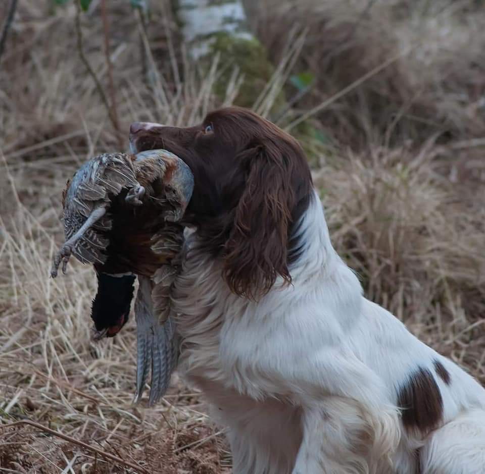 Dog Image 2