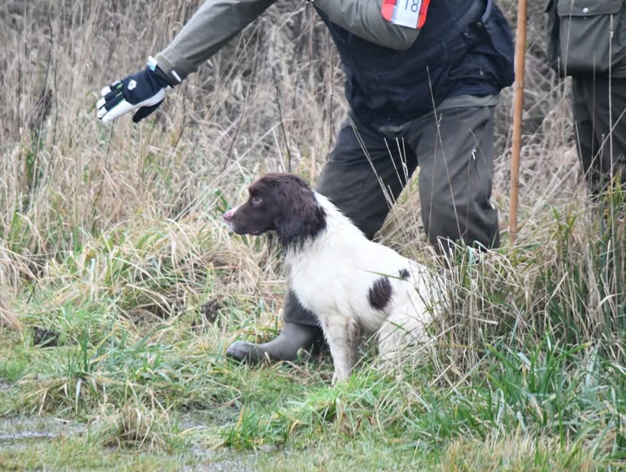 Dog Image 3