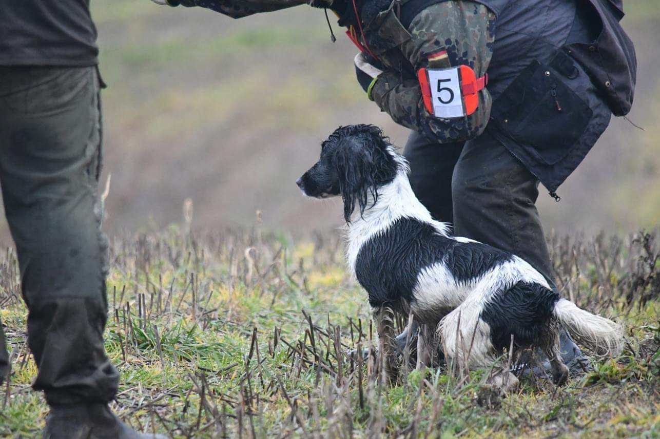 Dog Image 1