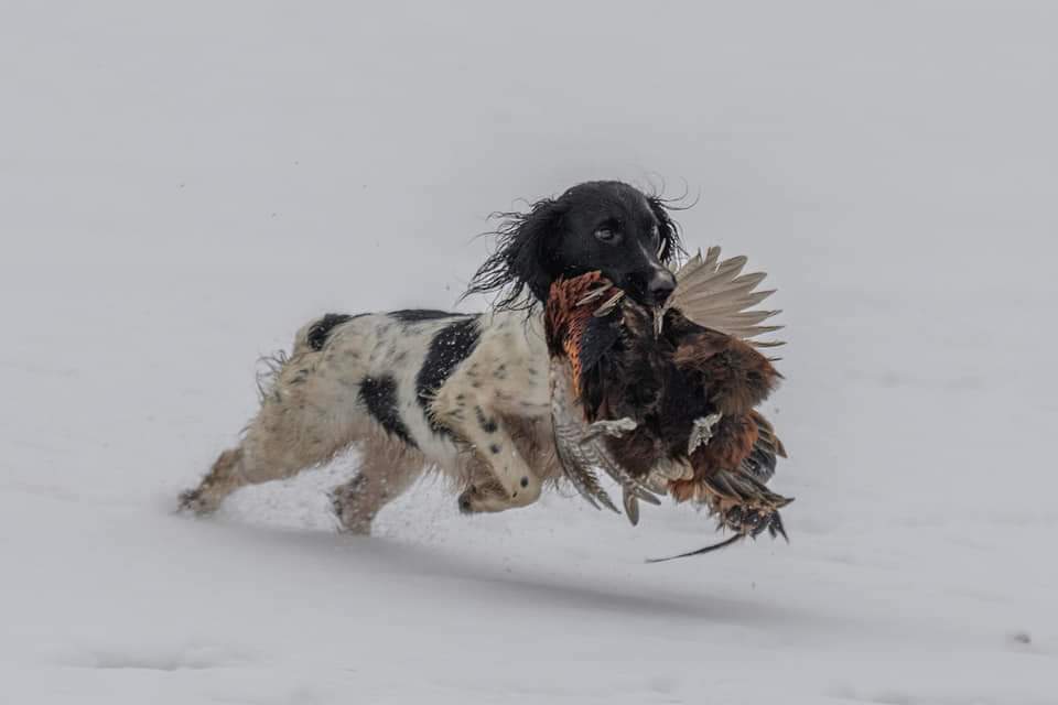 Dog Image 2