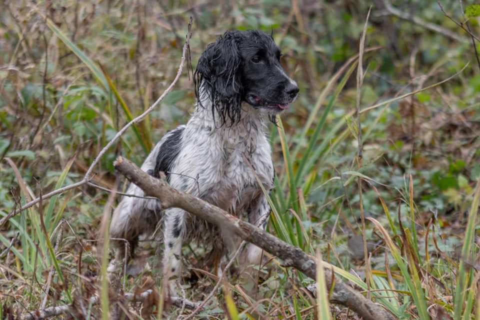 Dog Image 4