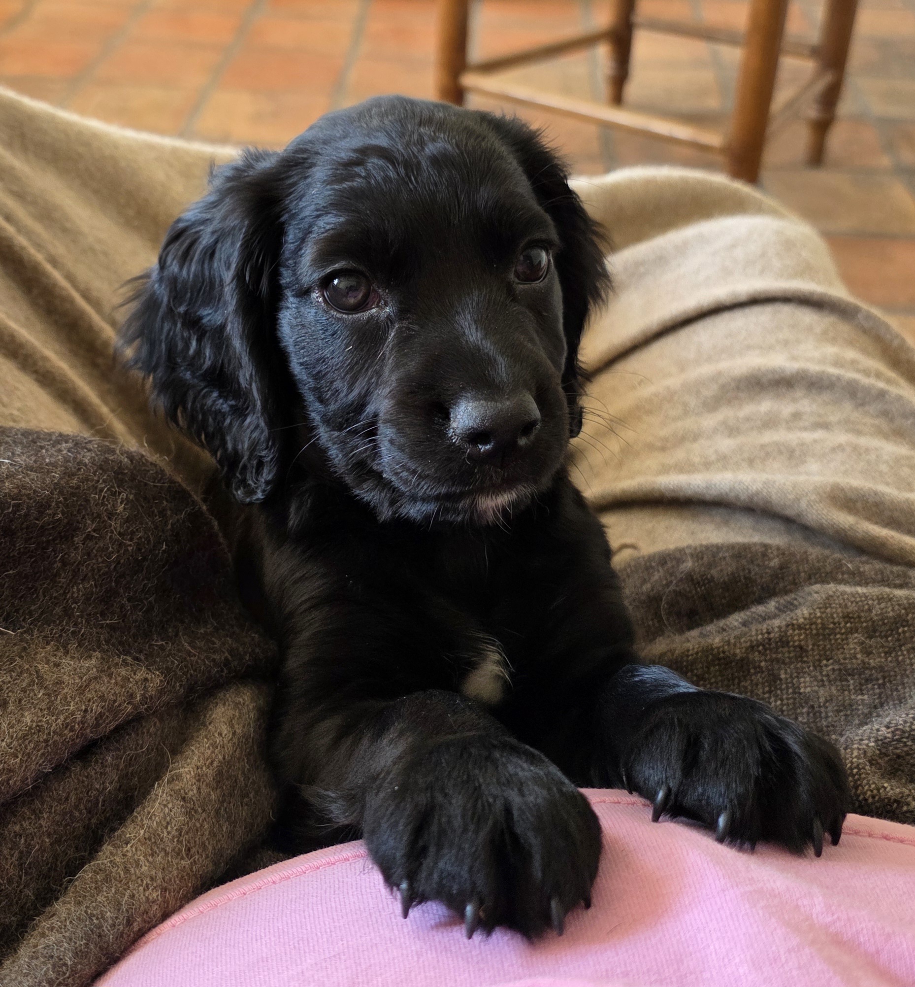 Dog Image 1