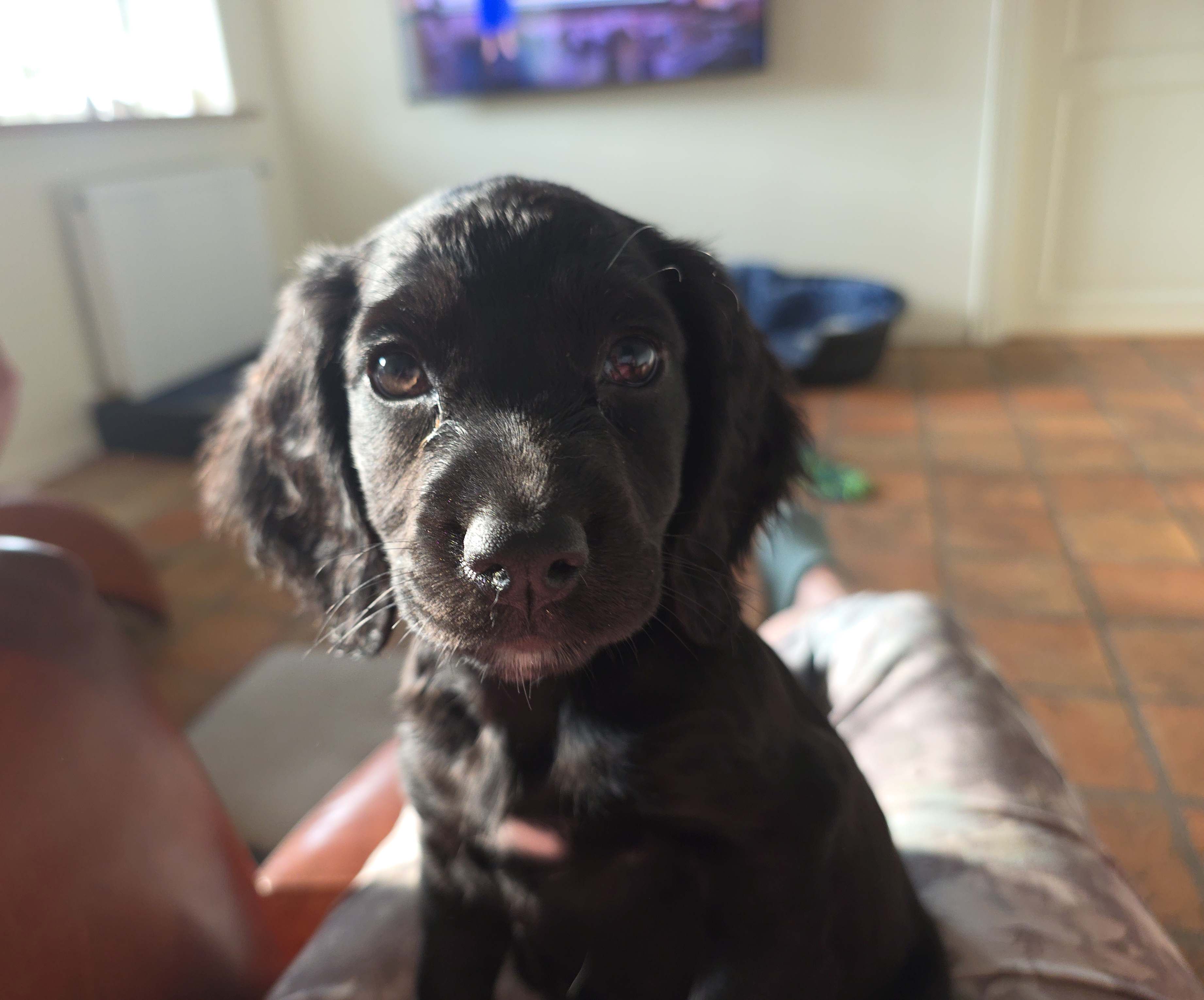 Dog Image 2