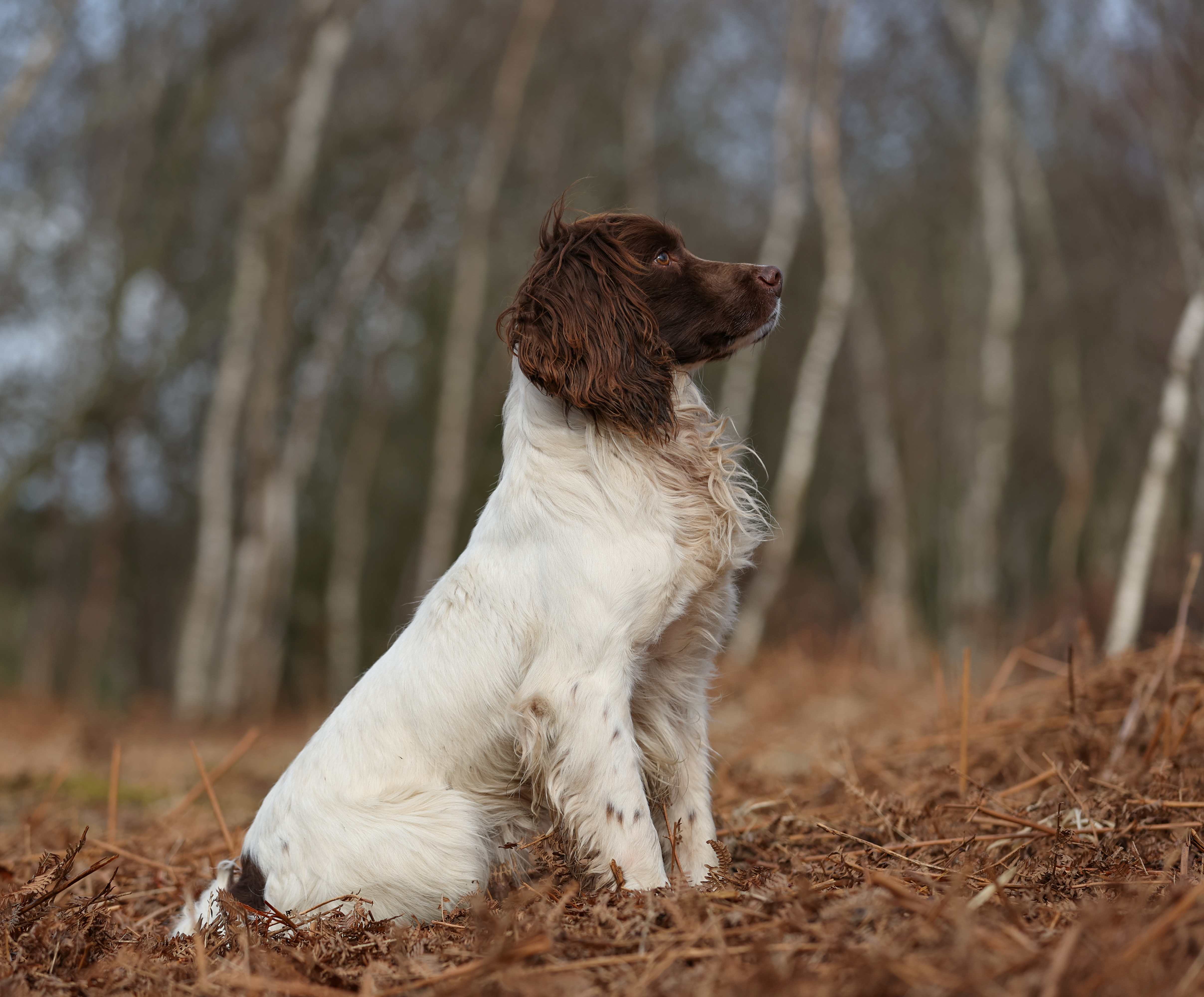 Dog Image 4