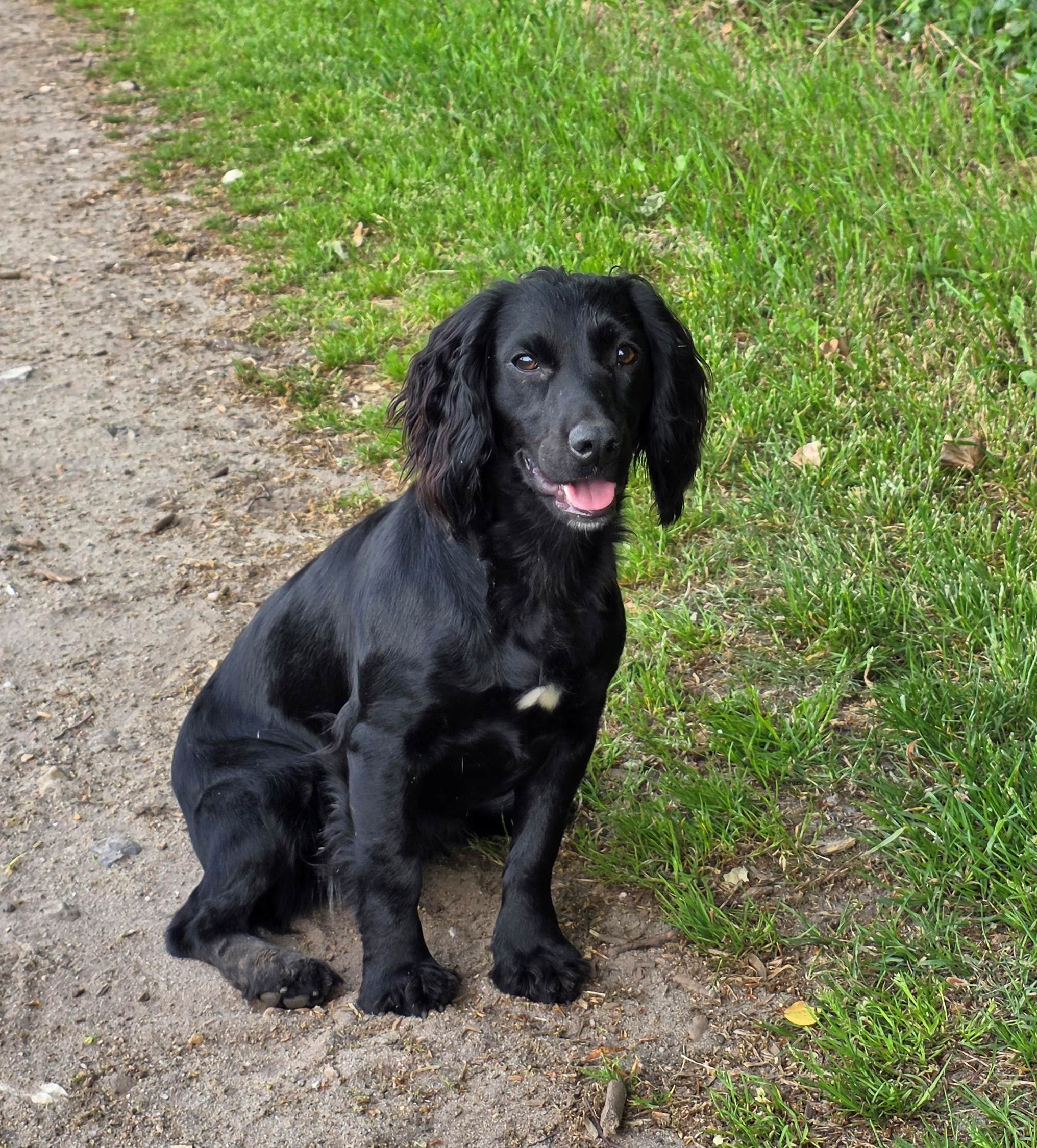 Dog Image 3