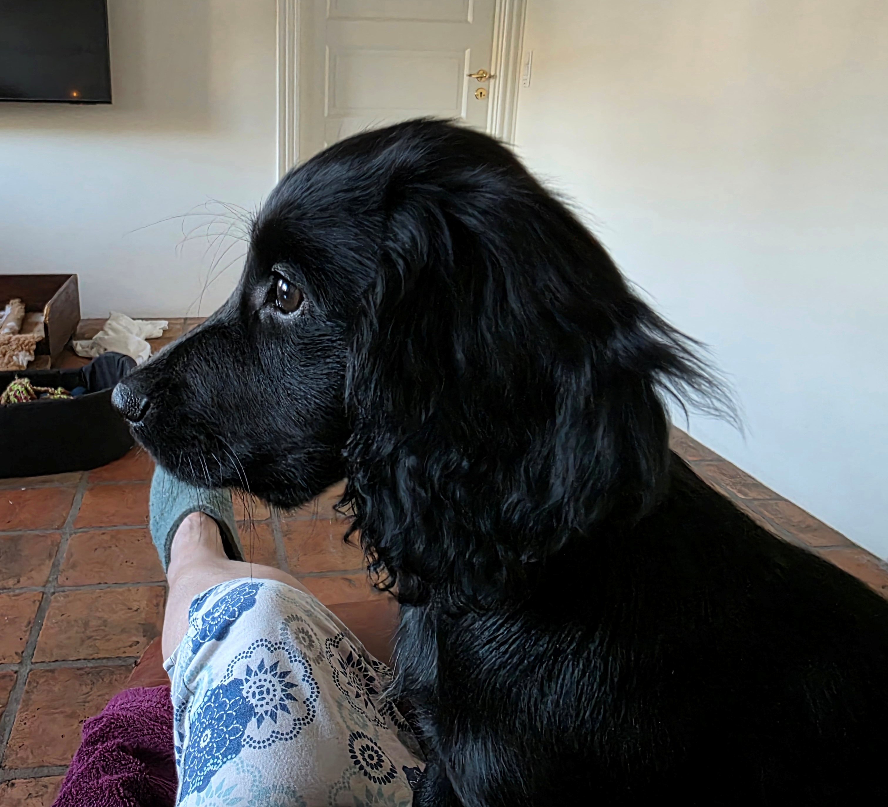 Dog Image 1