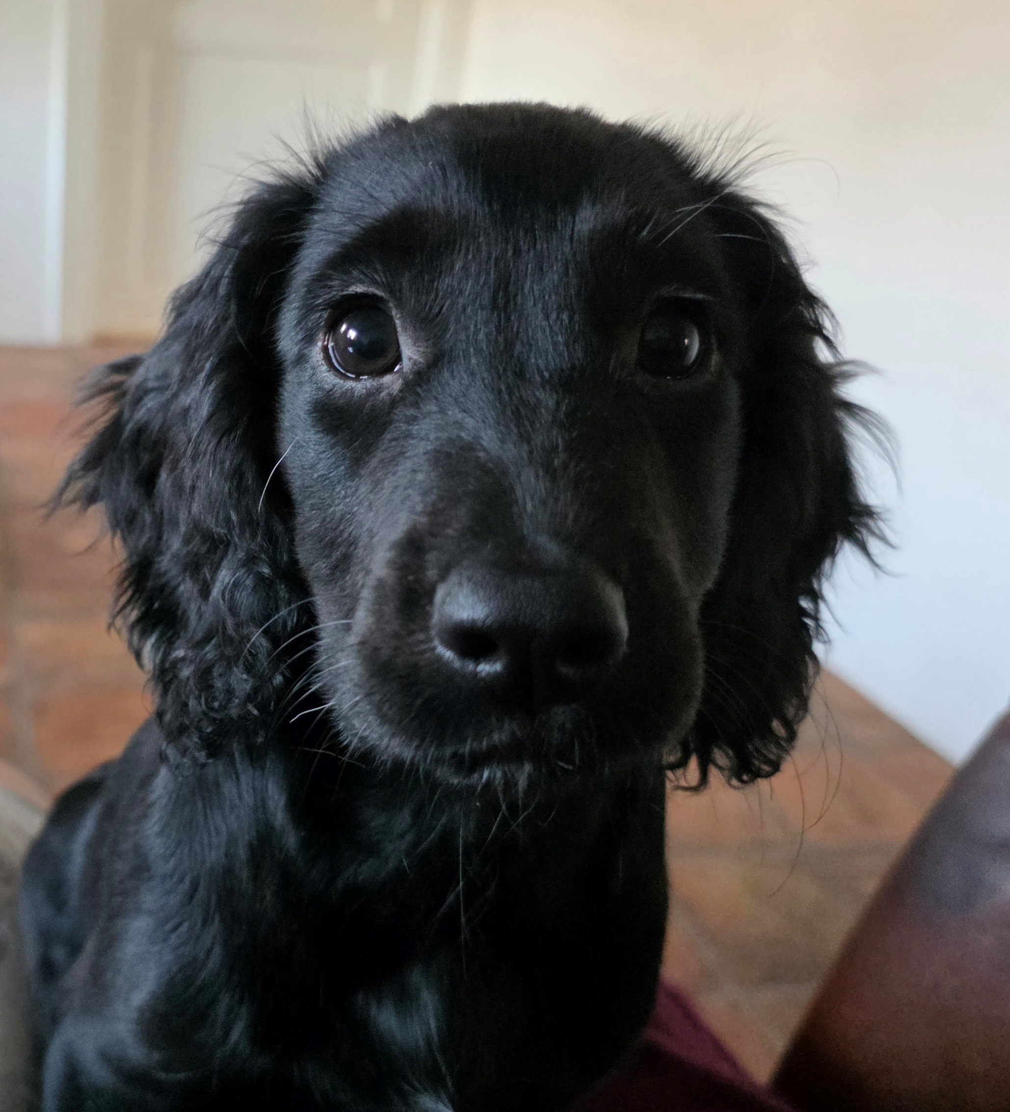 Dog Image 2