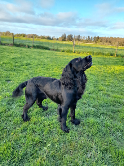 Dog Image 1