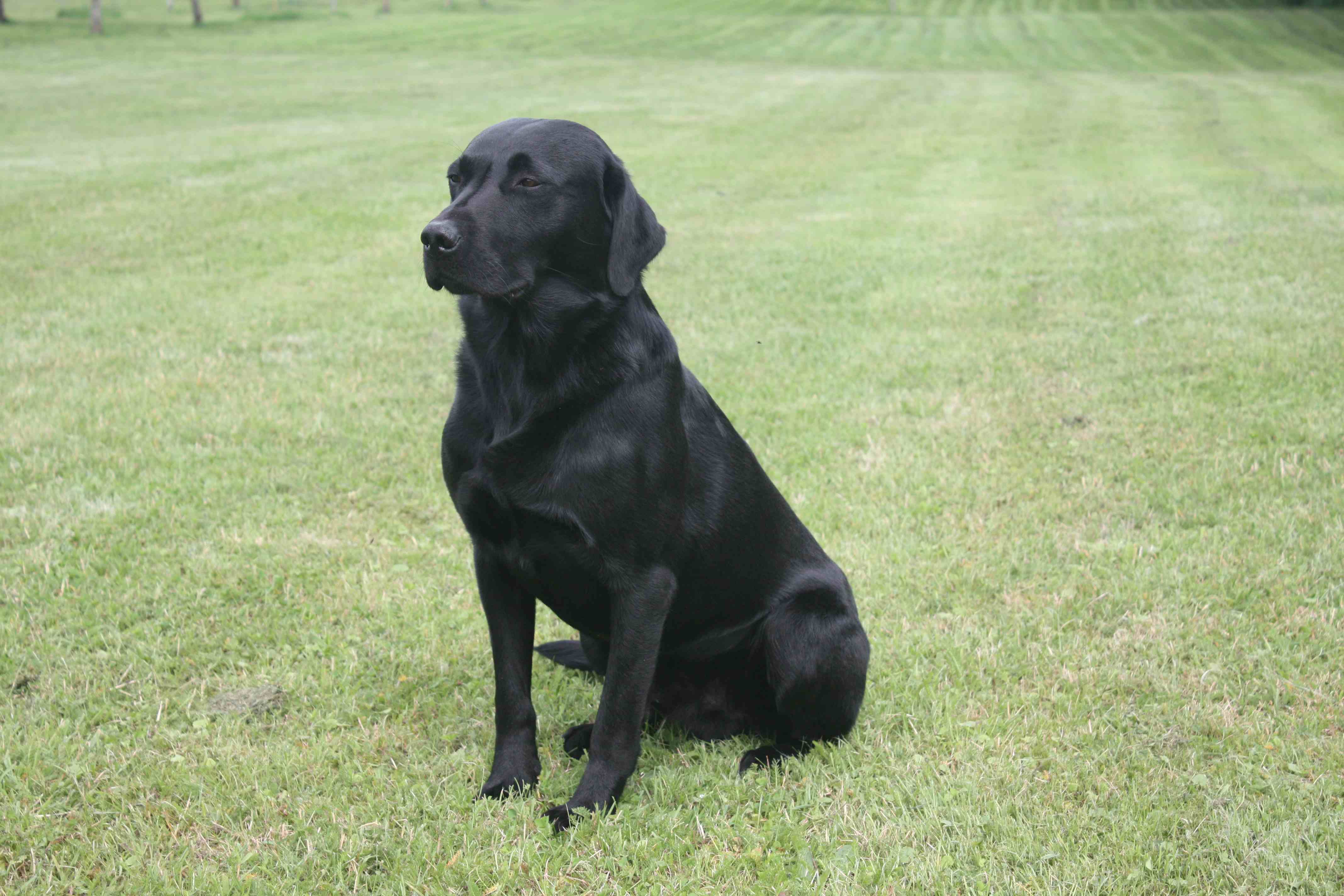 Dog Image 1
