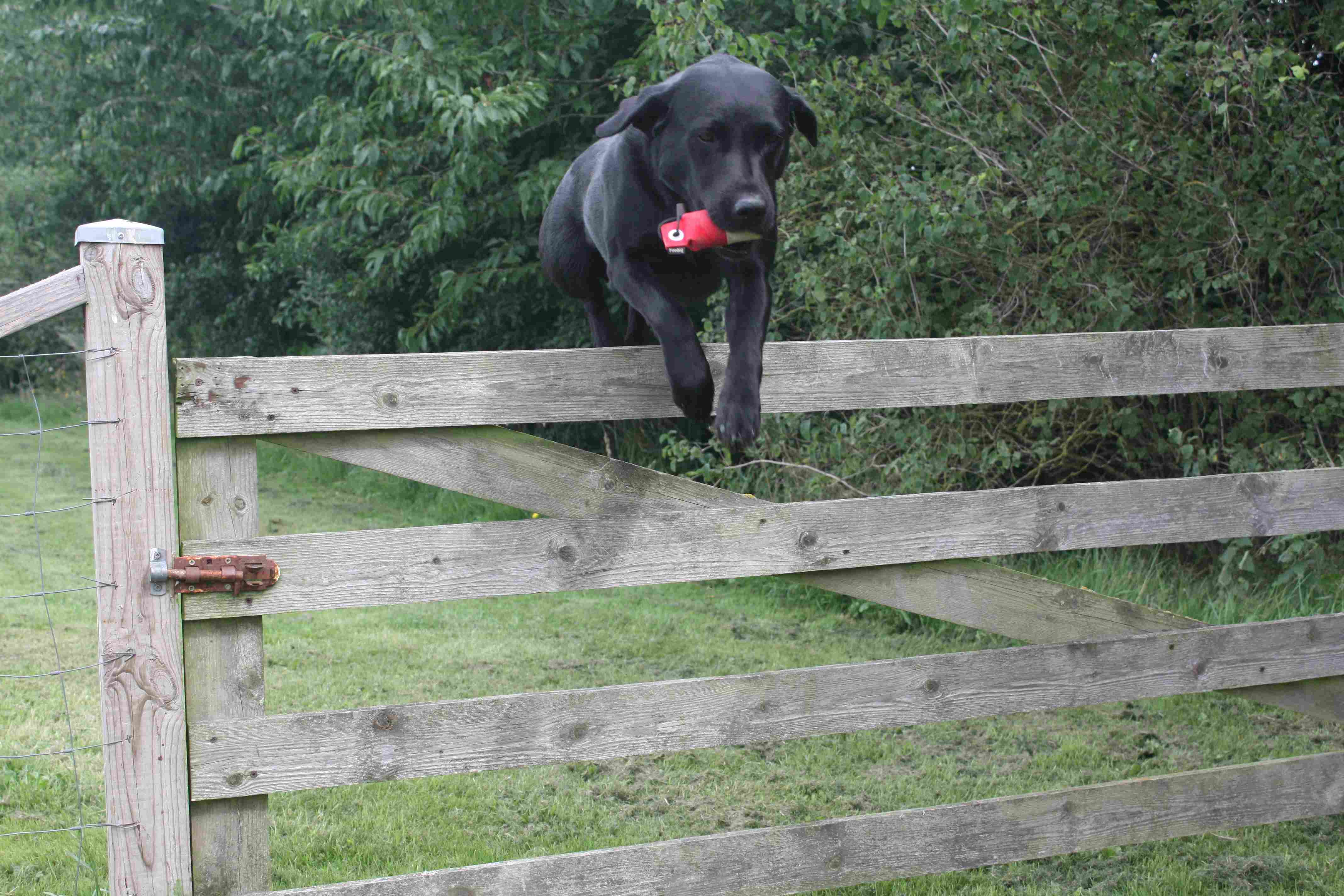 Dog Image 2