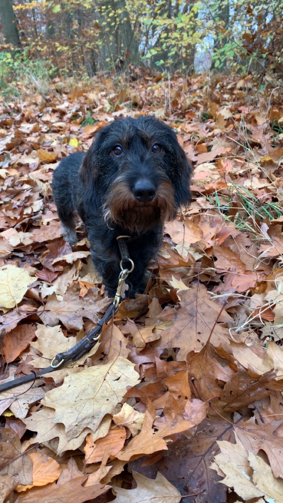 Dog Image 1