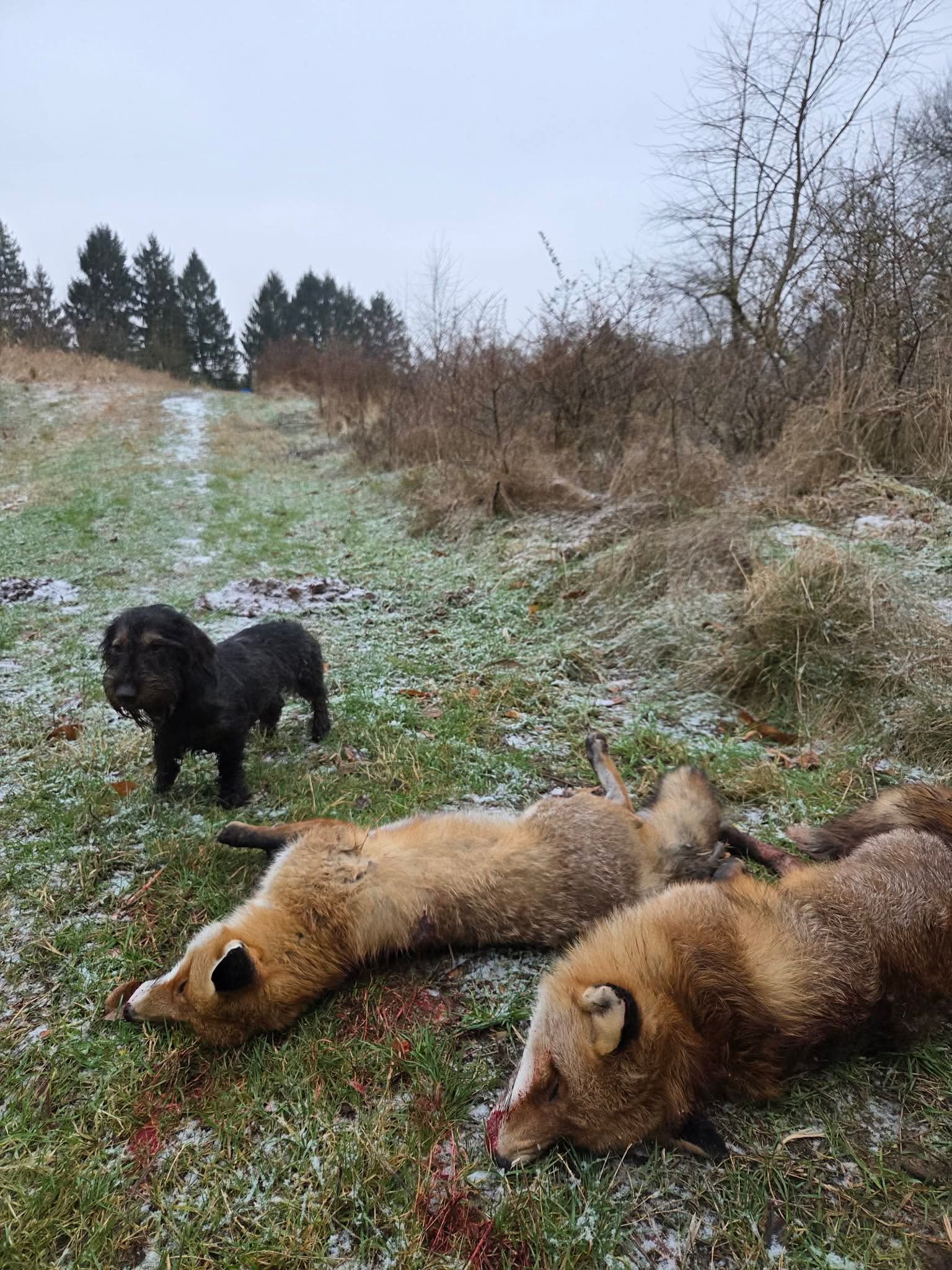 Dog Image 2