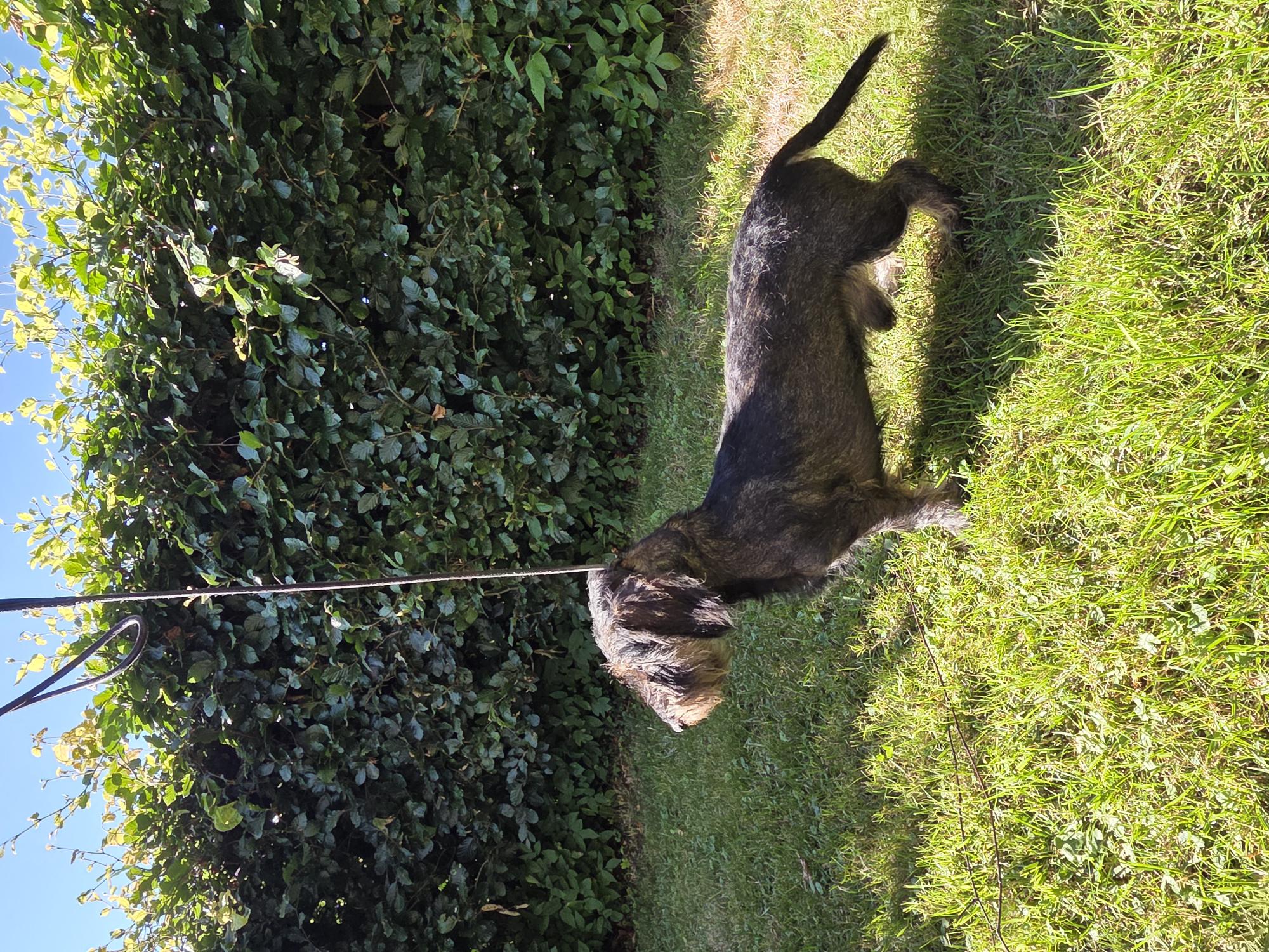 Dog Image 3