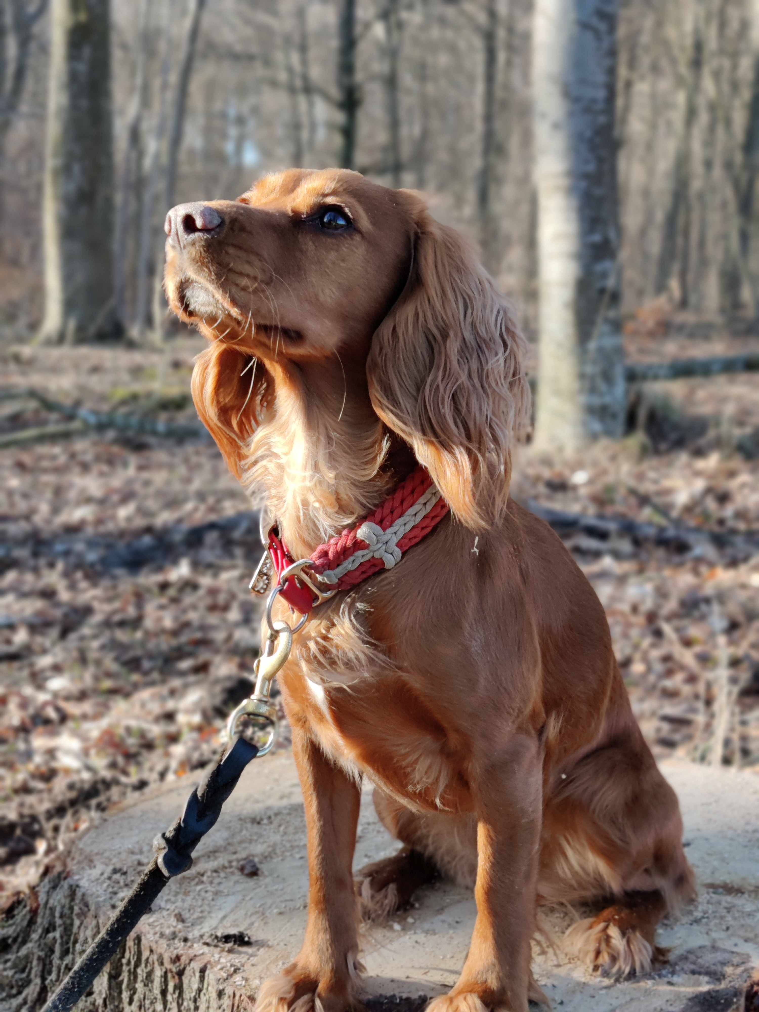 Dog Image 1