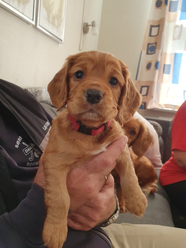 Dog Image 2