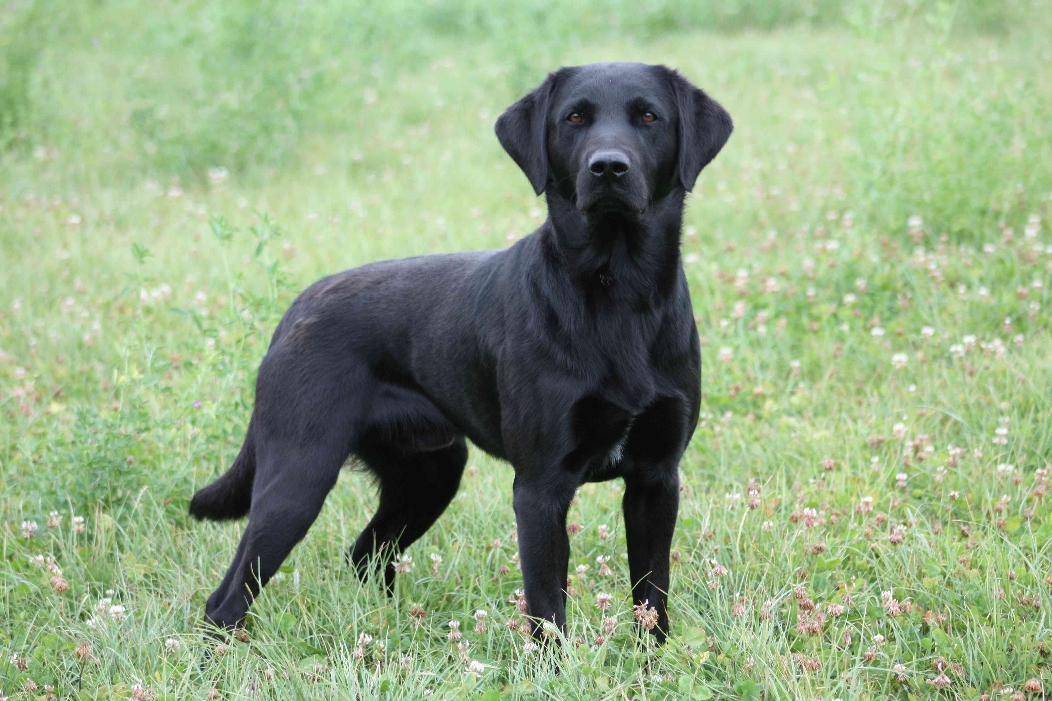 Dog Image 1