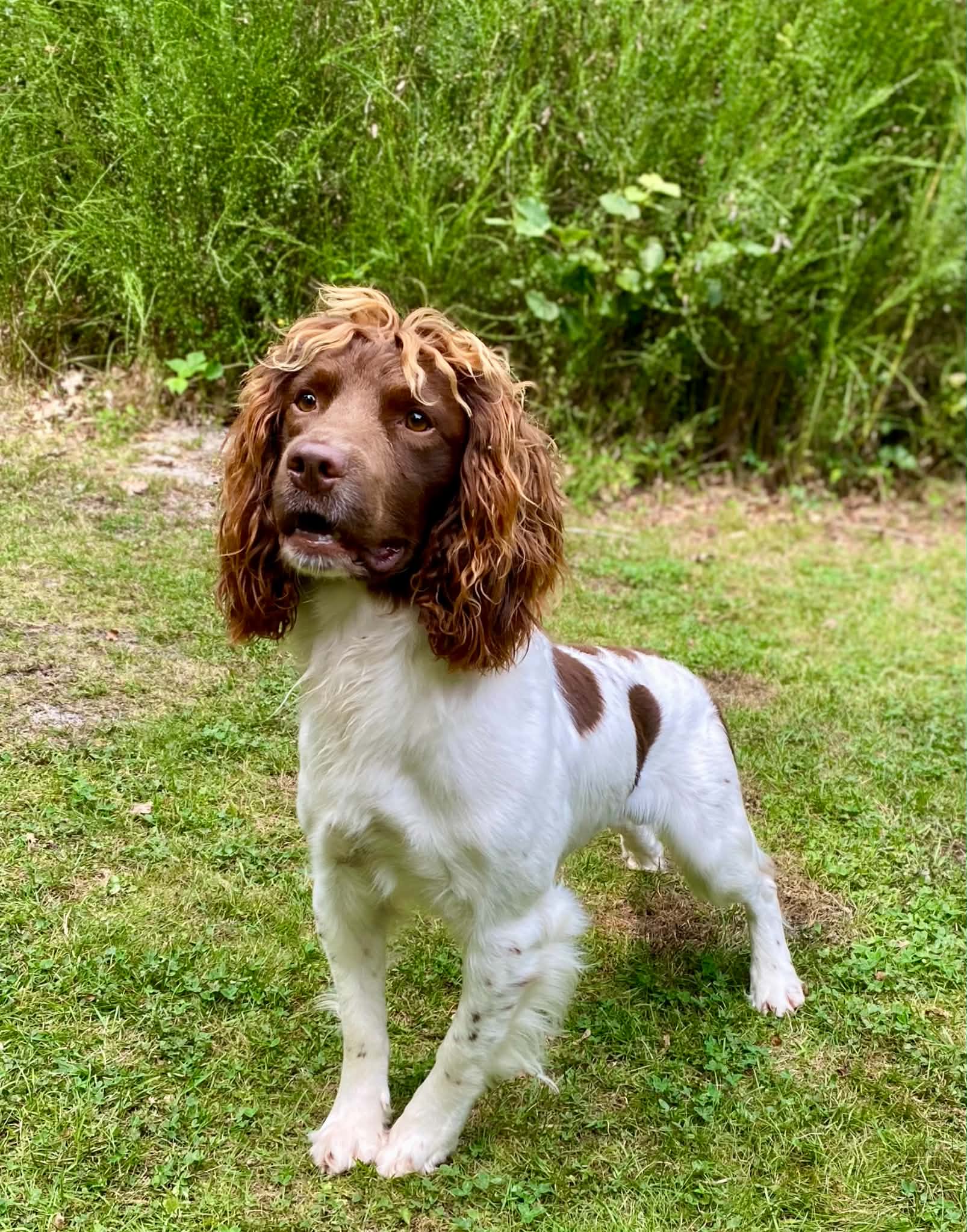 Dog Image 1
