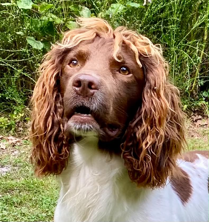 Dog Image 2