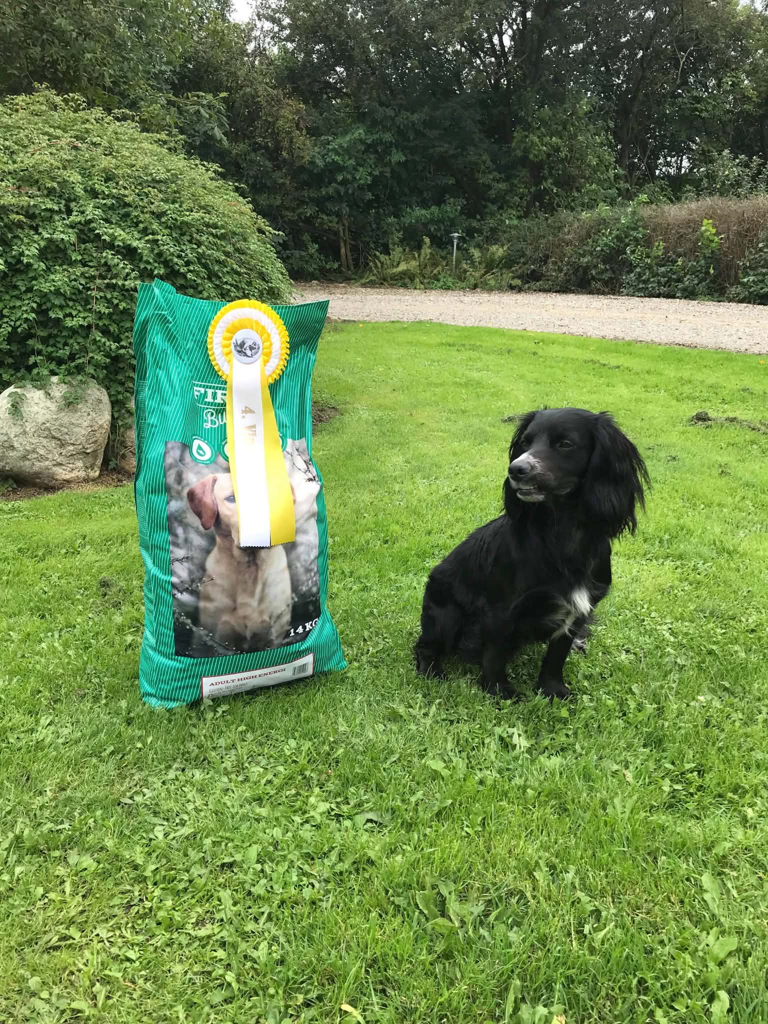 Dog Image 1