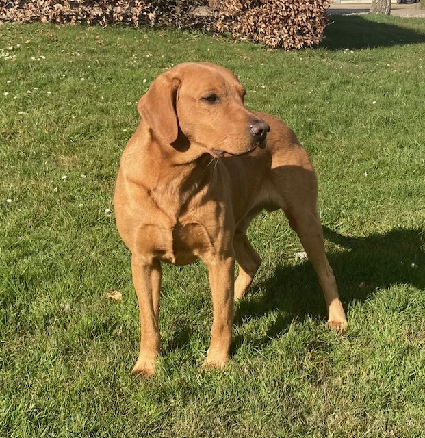 Dog Image 1