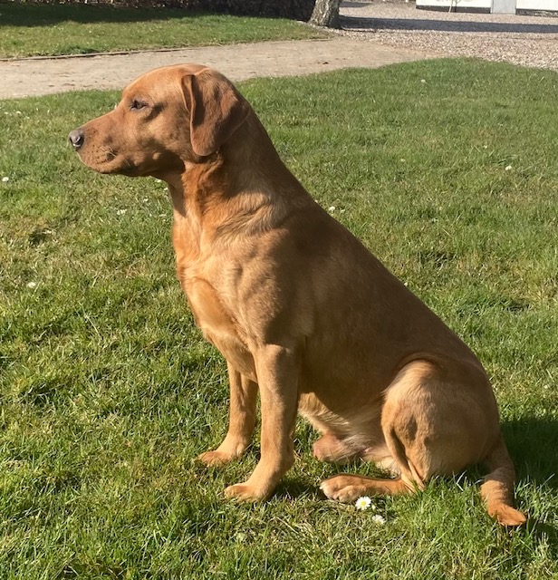 Dog Image 2