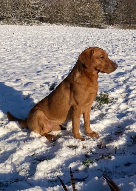 Dog Image 3