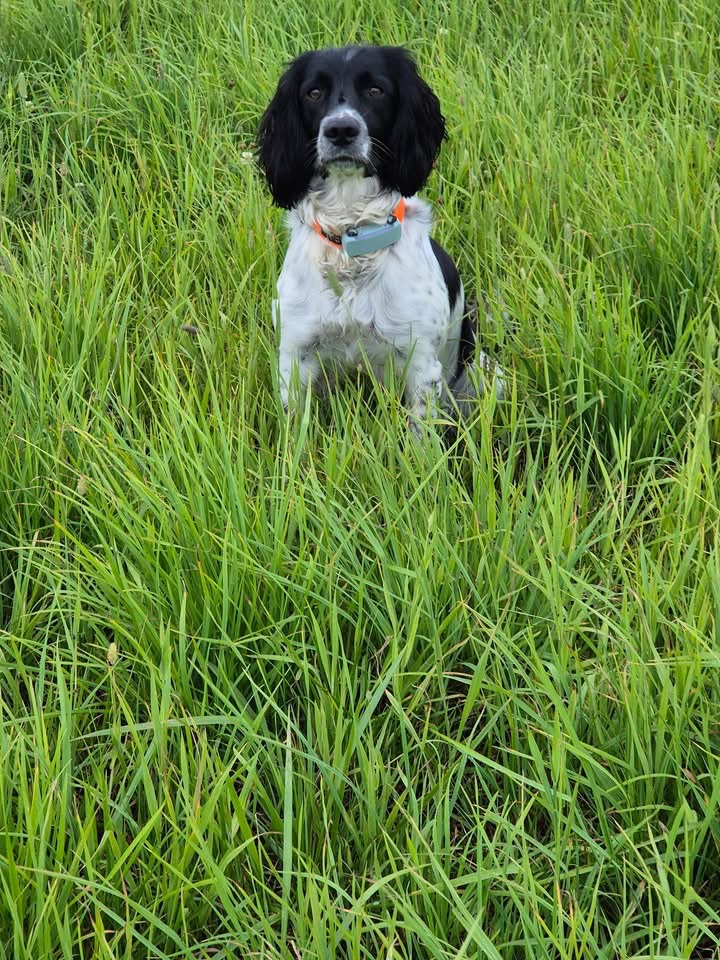Dog Image 1