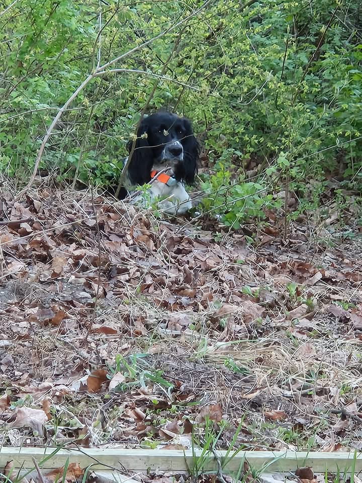 Dog Image 2