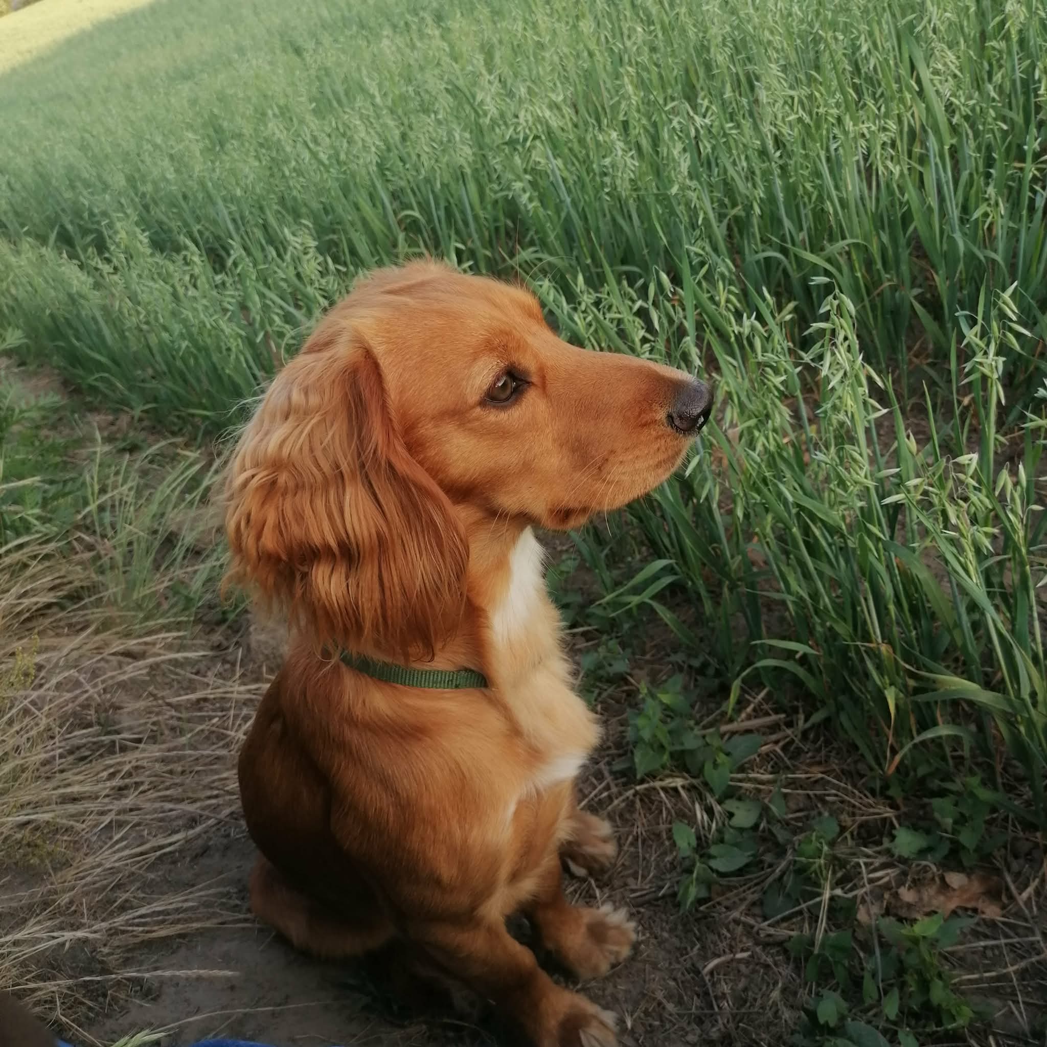 Dog Image 1
