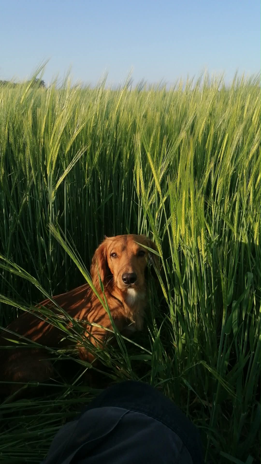 Dog Image 2