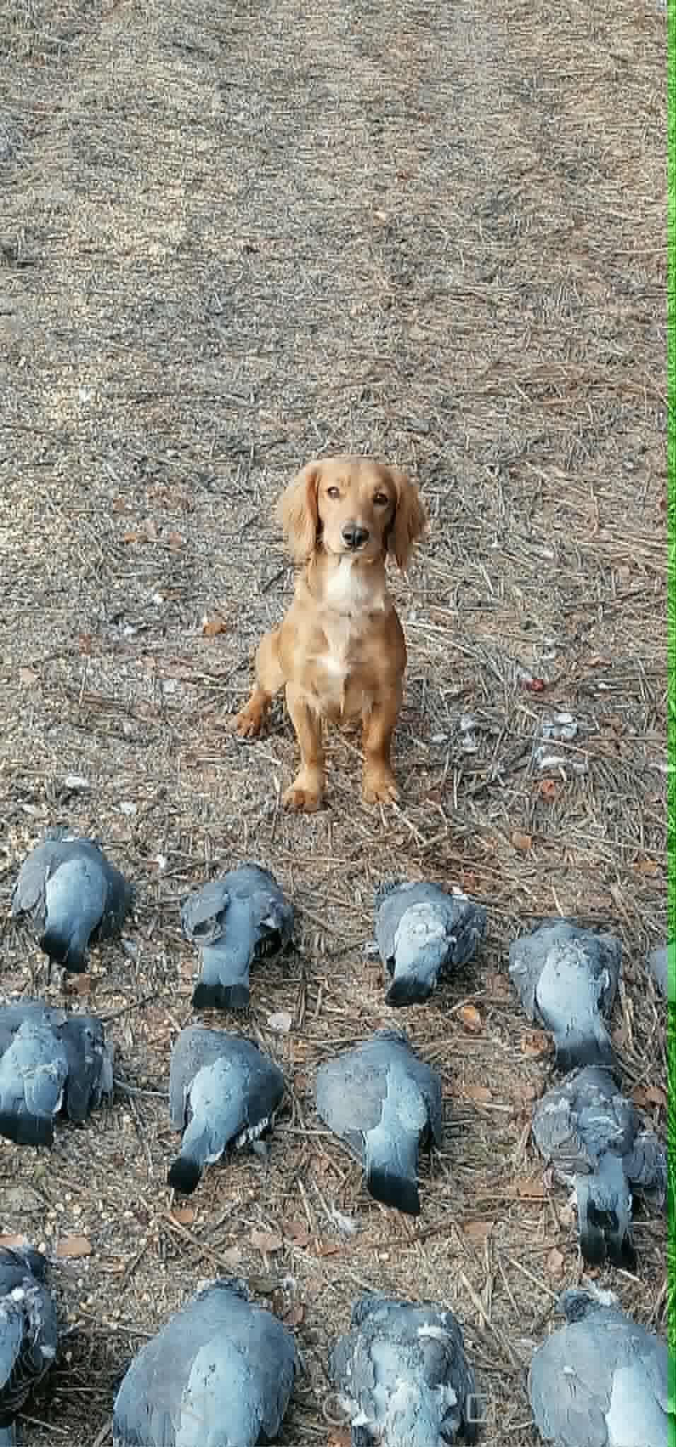 Dog Image 3