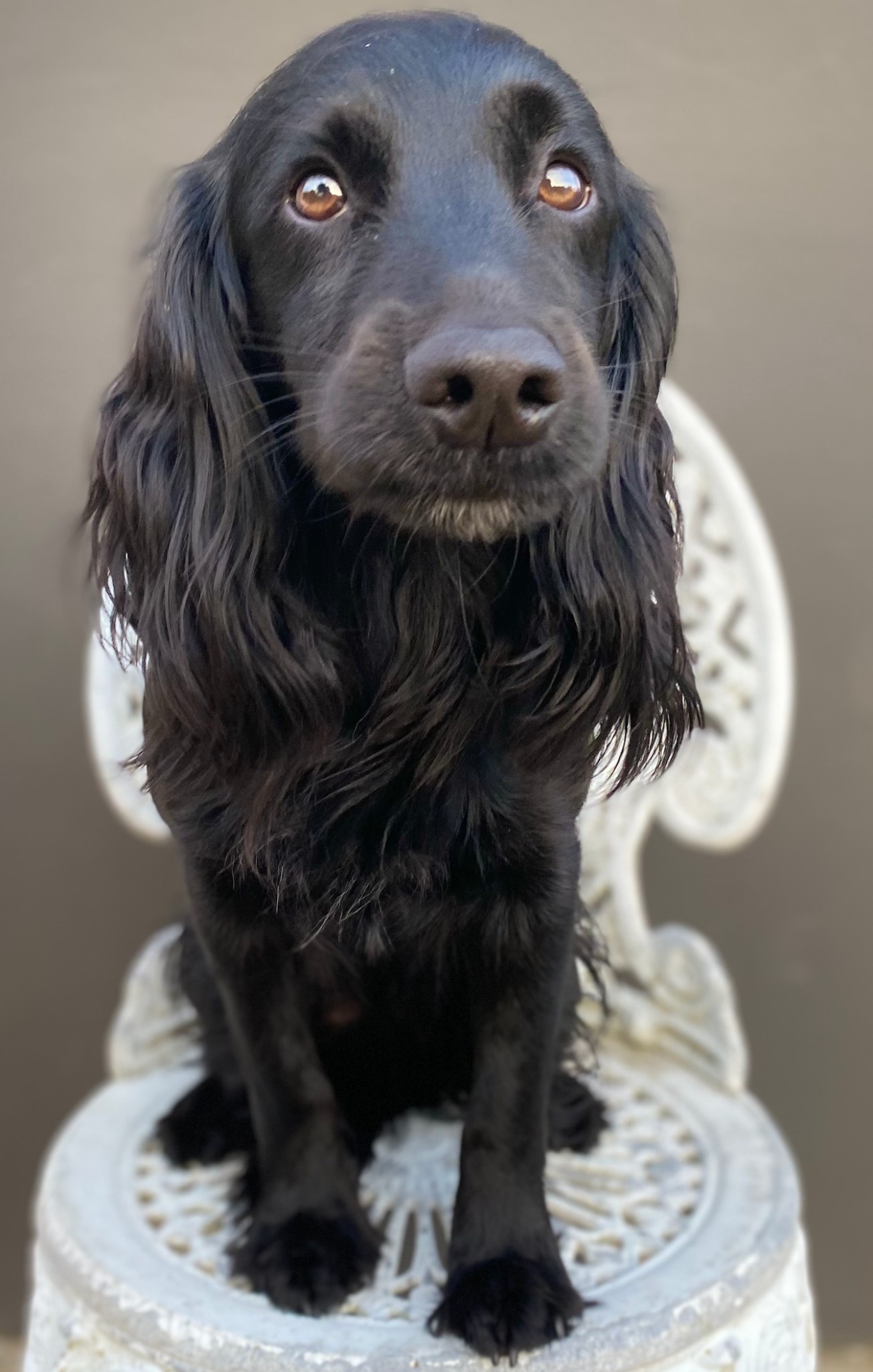 Dog Image 1