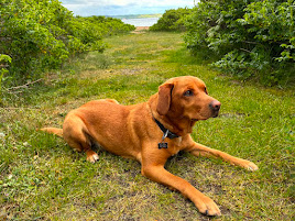 Dog Image 1