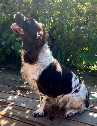 Dog Image