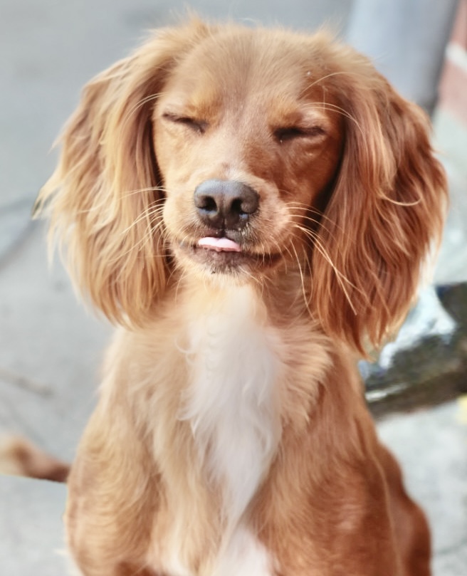 Dog Image 1