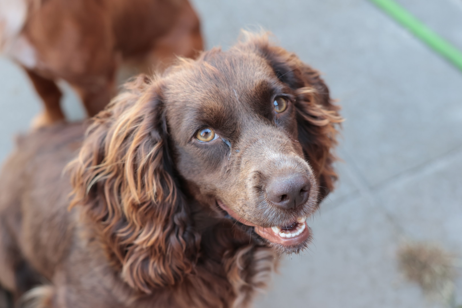 Dog Image 1