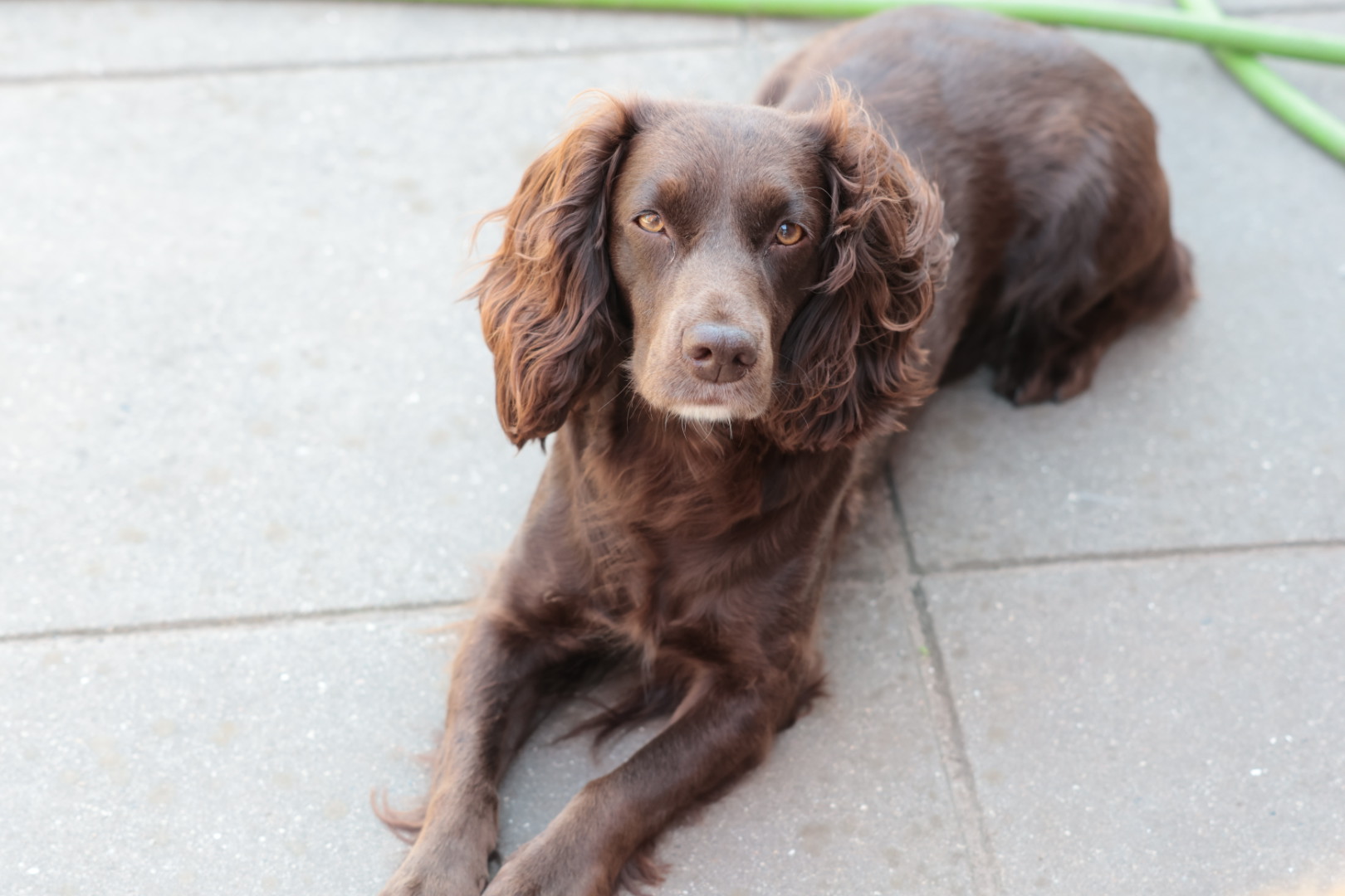 Dog Image 1