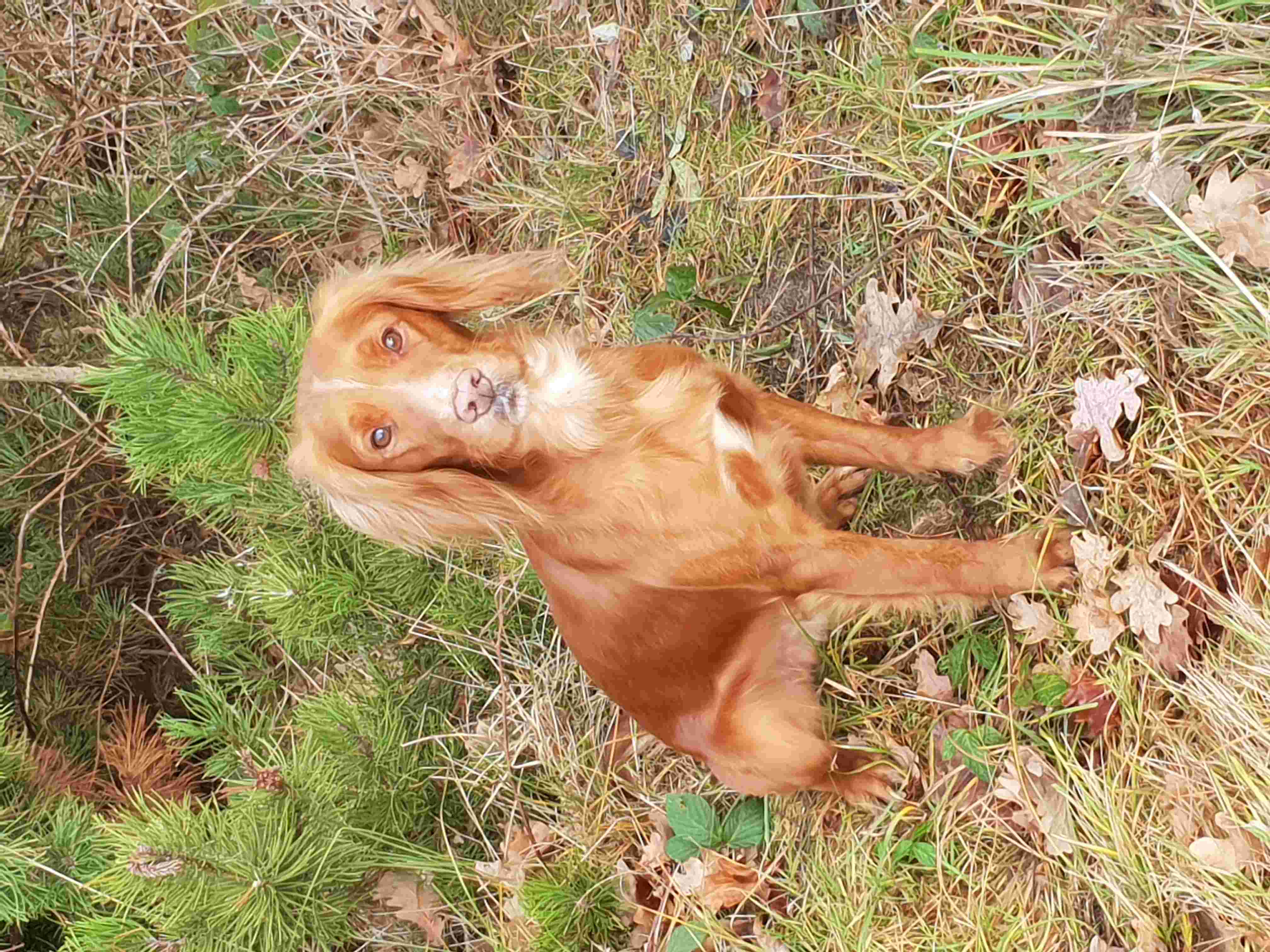 Dog Image 1
