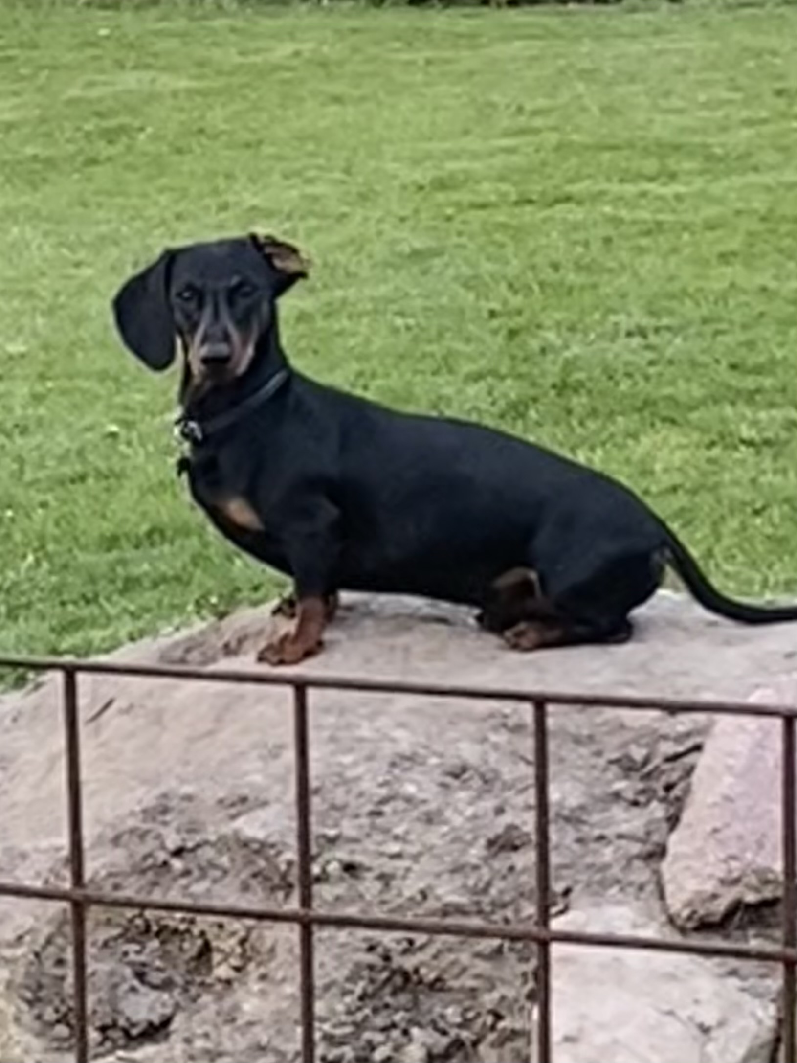 Dog Image 1