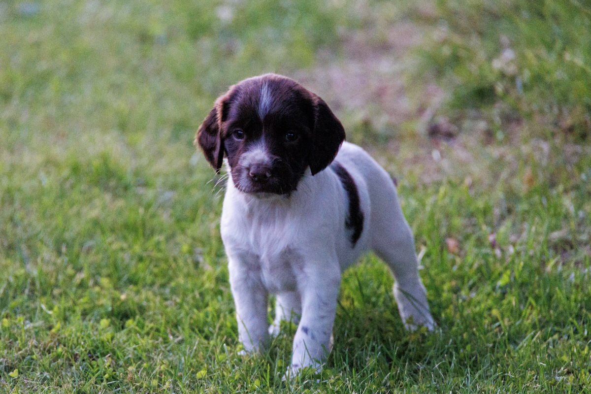 Cocker Spaniel