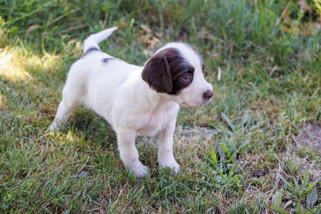 Cocker Spaniel