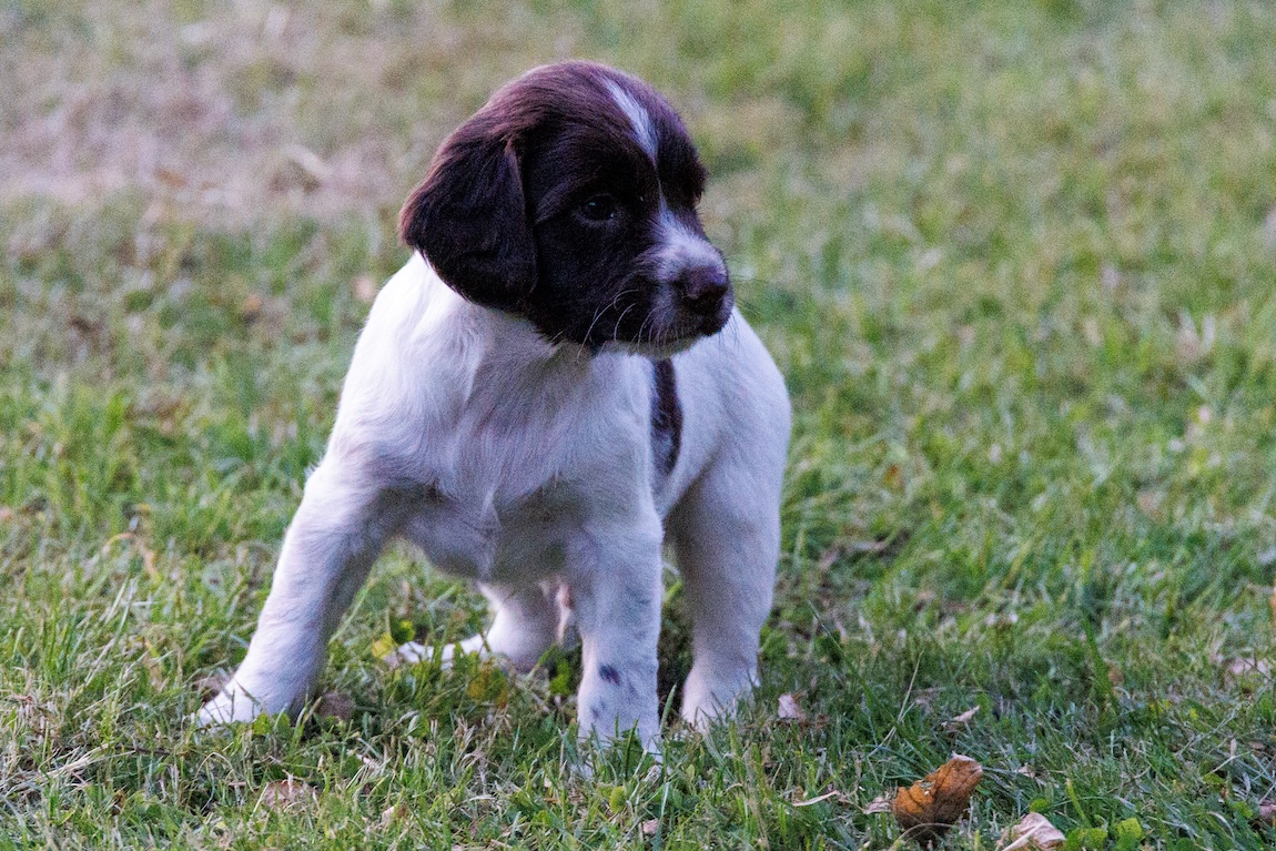 Cocker Spaniel